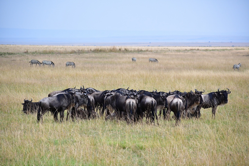 Masai Mara Nat. Reserve